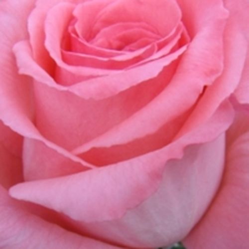 Viveros y Jardinería online - Rosas híbridas de té - rosa - Rosal Bel Ange® - rosa de fragancia medio intensa - Louis Lens - Es una rosa bonita con colores vivos y llamativos.
